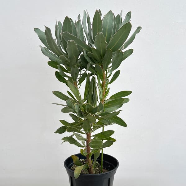プロテア：オーストラリスパッション　7号鉢植え