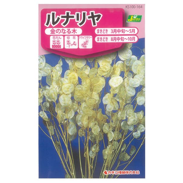 ルナリヤ（合田草）の種 3袋セット[春・秋まき　花タネ]