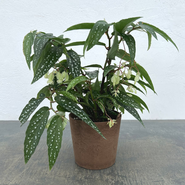 ベゴニア：アルボピクタ　4号鉢植え