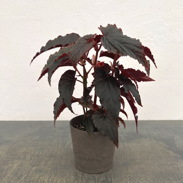 ベゴニア：アラビアン　サンセット4号鉢植え