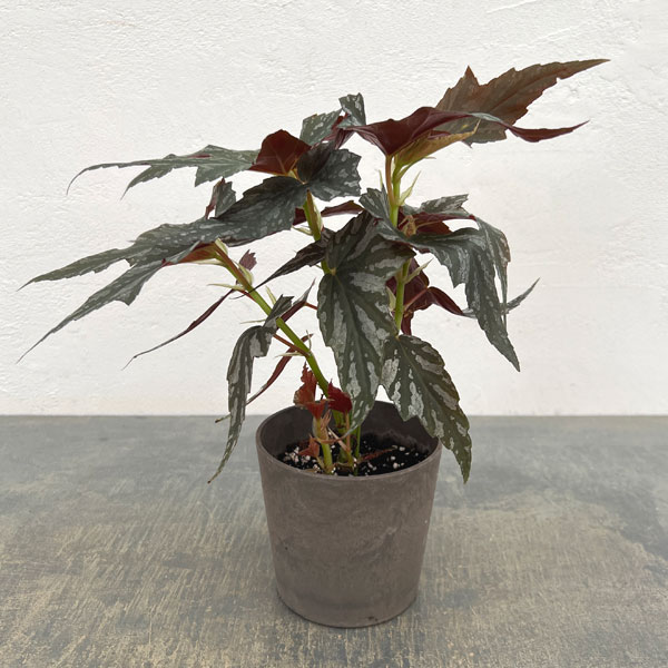 ベゴニア：メンタット4号鉢植え