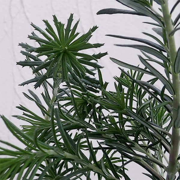 [26年9月中下旬予約]バンクシア：ヒースバンクシア5号鉢植え