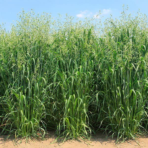 エン麦：はやわざ 1kg（飼料・緑化用の種）[牧草・放牧・採草・緑化　タネ]