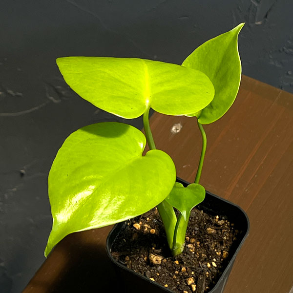 モンステラ：バナナ　スーパーゴールド　3号鉢植え26-02