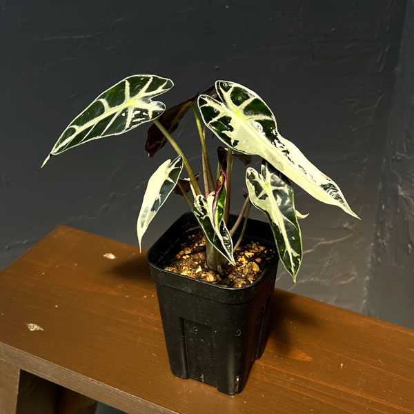 アロカシア：バンビーノ　ピンクバリエガータ　3号鉢植え