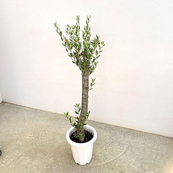 オリーブ：オリーブ　ミッション　古木8号鉢植え26-01