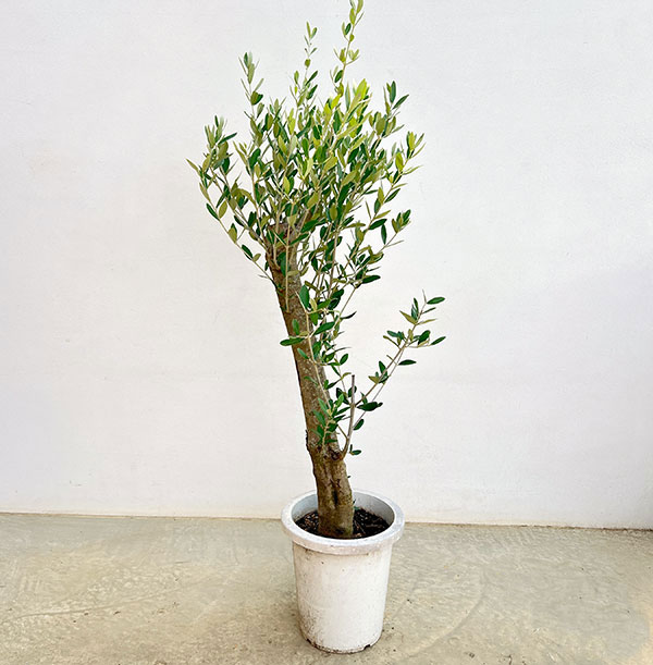 オリーブ：オリーブ　ミッション　古木8号鉢植え26-02