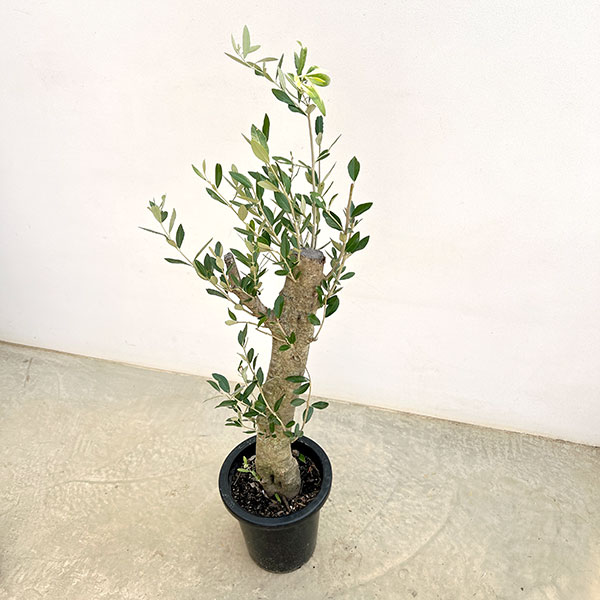 オリーブ：オリーブ　ミッション　古木8号鉢植え26-04