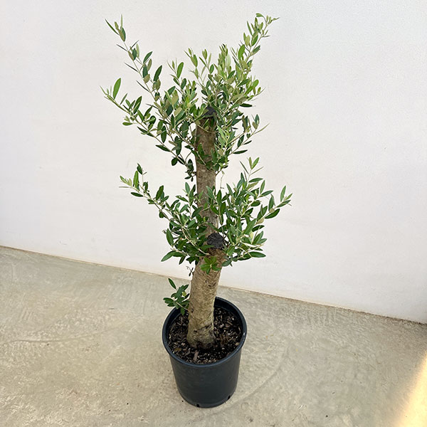 オリーブ：オリーブ　ミッション　樹形セレクト古木9号鉢植え26-01