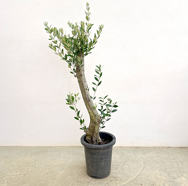 オリーブ：オリーブ　ミッション　古木8号鉢植え26-03