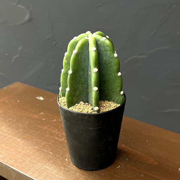 サボテン：ハシラサボテン　トゲナシキメンカク　3号鉢植え