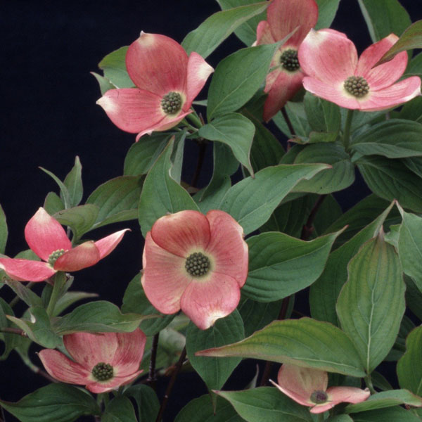 [26年10月中下旬予約]ハナミズキ（ハイブリッド）：ステラピンク6号ポット