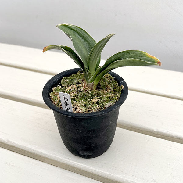 オモト（万年青）：お多福3号鉢植え【現品販売272995】