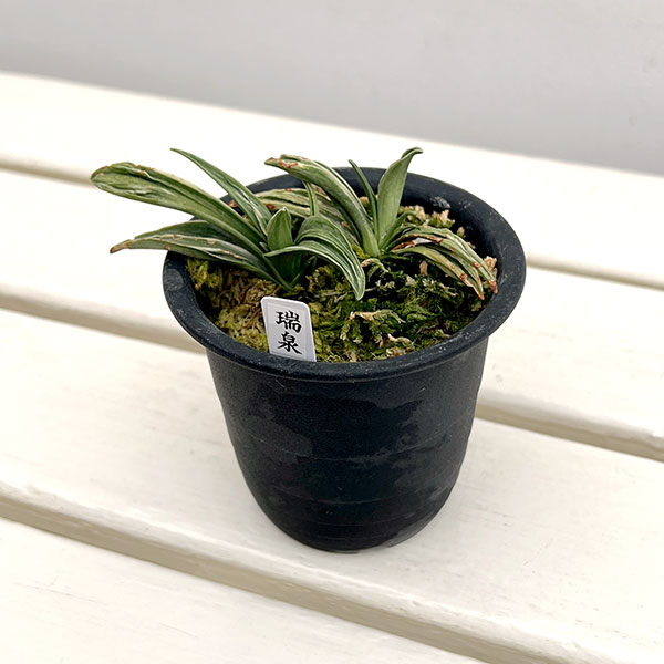 オモト（万年青）：瑞泉3号鉢植え【現品販売272997】