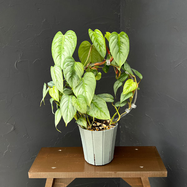 フィロデンドロン：ソディロイ　5号鉢植え