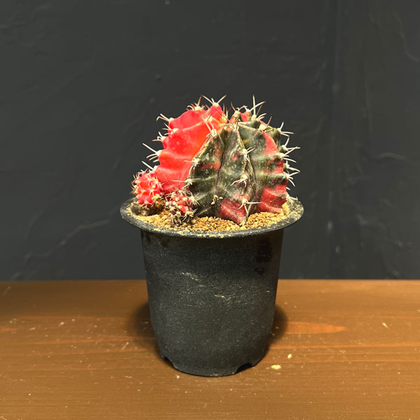 サボテン：ギムノカリキウム　緋牡丹錦（ヒボタンニシキ）3号鉢植え26-03