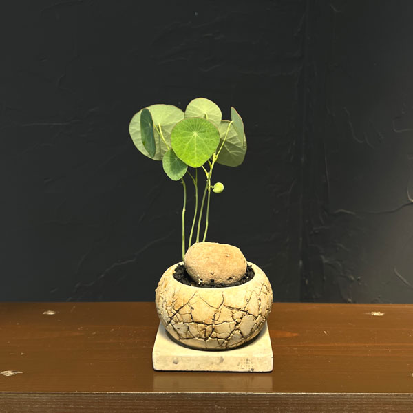 ステファニア：エレクタ 3号鉢植え26-01