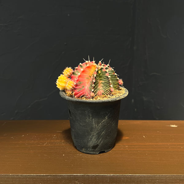 サボテン：ギムノカリキウム　緋牡丹錦（ヒボタンニシキ）3号鉢植え26-04