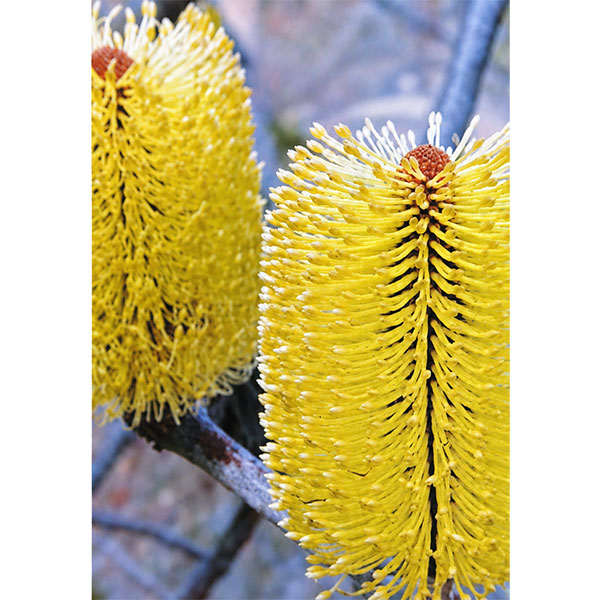 バンクシア：マルギナータ5号鉢植え