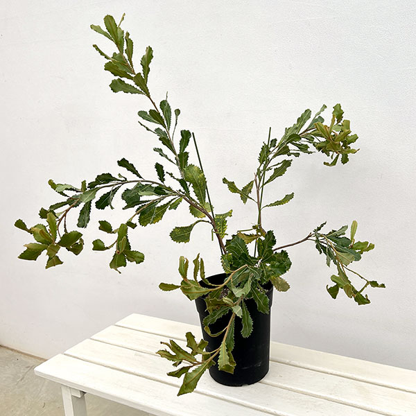 バンクシア：レマニアナ6号鉢植え