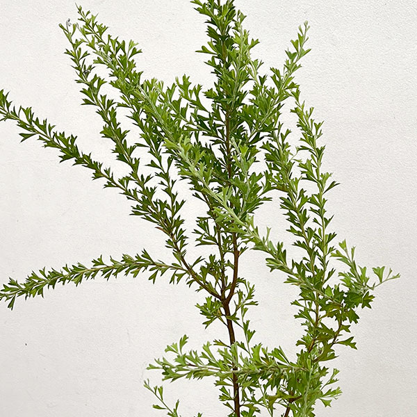 グレビレア：ベスティタ5号鉢植え