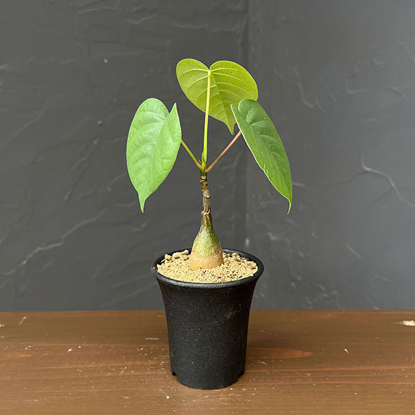 プセウドボンバックス：エリプチクム　2.5号鉢植え