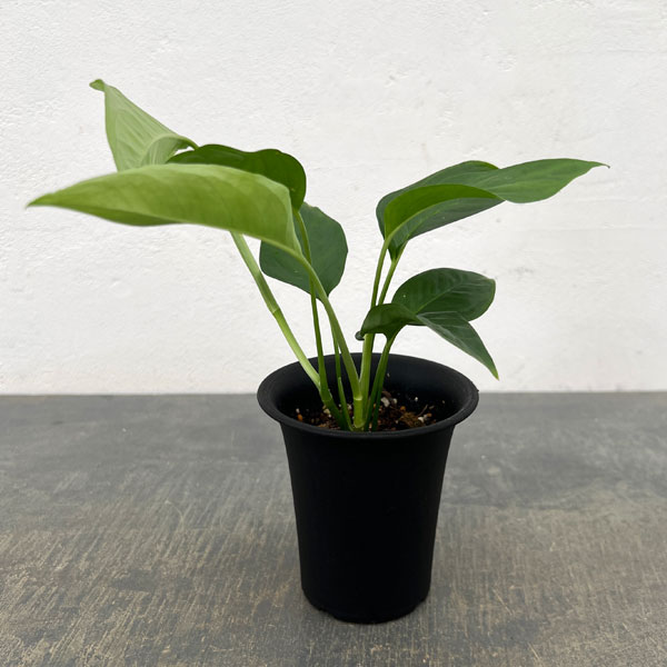 モンステラ：オブリクア　タボ　3号鉢植え