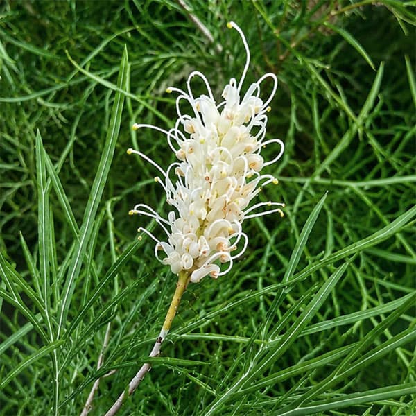 グレビレア：バンクシー アルバ 8号鉢植え