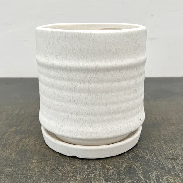 アゴラ：白M（直径約14.5cm）・受け皿付