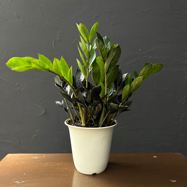 ザミオクルカス：ダークザミクロ　4号鉢植え*