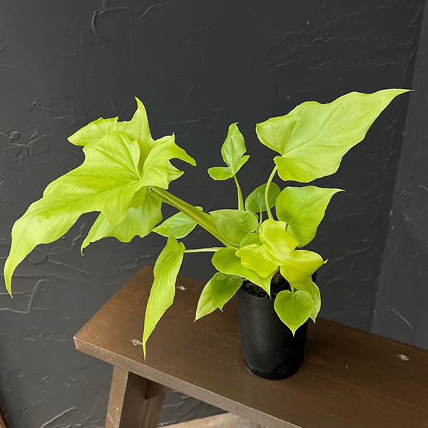 フィロデンドロン：ワーセルウィッシー　フラバム　3号鉢植え