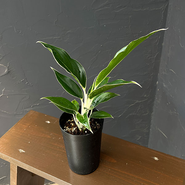 アグラオネマ：ホワイトジュエル　3号鉢植え