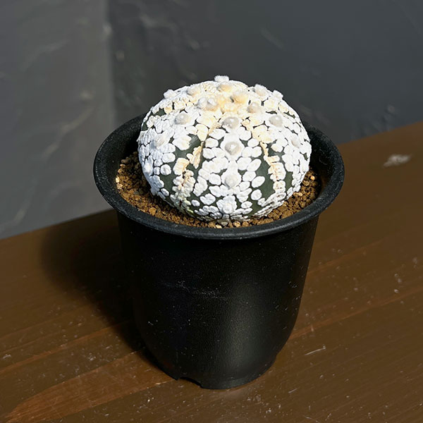アストロフィツム：スーパー兜（かぶと）3号鉢植え**