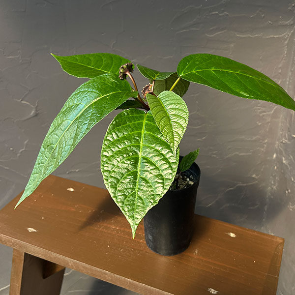 ドルステニア：エラータ（幹立ちタイプ） 3号鉢植え
