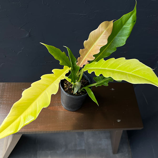 フィロデンドロン：プルートロンギフォリア　3号鉢植え26-01