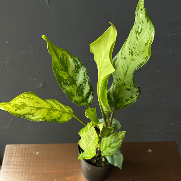 アグラオネマ：コンムタツム　3号鉢植え