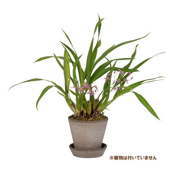 BERGS POTTER：ジュリー10 グレー(直径10cm)42882