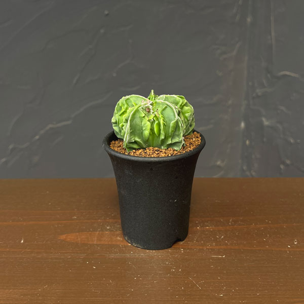 サボテン：アストロフィツムミリオスティグマ　複隆　2.5号鉢植え26-02