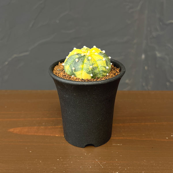 アストロフィツム：兜丸錦（かぶとまるにしき）　2.5号鉢植え26-01