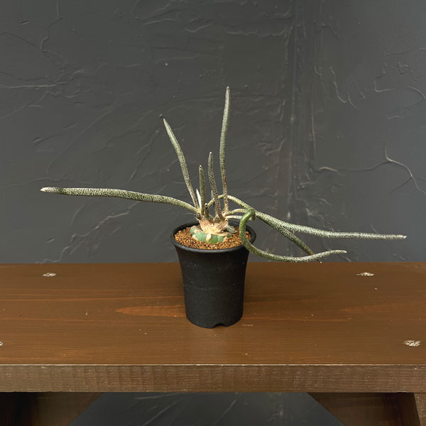 アストロフィツム：カプトメデューサ 2.5号鉢植え*