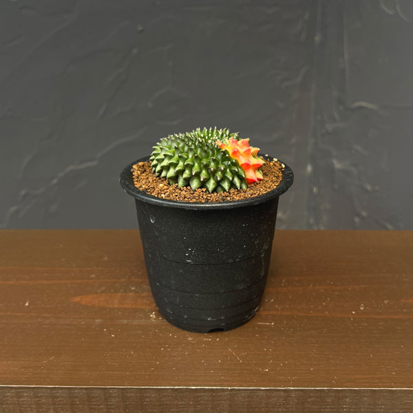 サボテン：ギムノカリキウム　無刺牡丹玉石化　錦　3号鉢植え