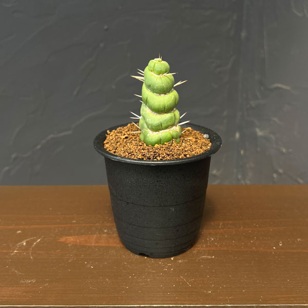 サボテン：ユーリキニア カスタネア スピラリス　3号鉢植え