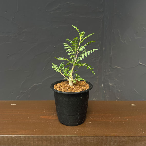 ボスウェリア：ネグレクタ　3号鉢植え**