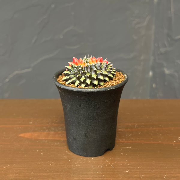 サボテン：ギムノカリキウム　無刺牡丹玉石化　錦　2.5号鉢植え