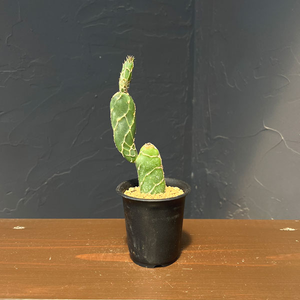 サボテン：オプンチア　亀甲団扇（キッコウウチワ）2.5号鉢植え