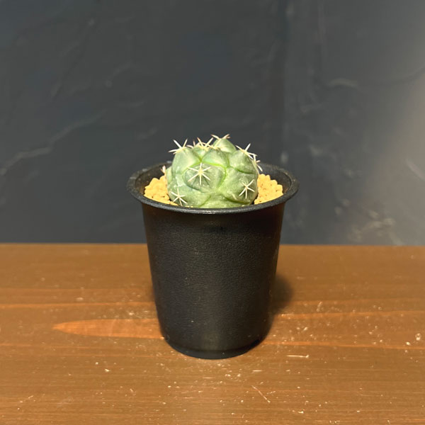 コリファンタ：大疣象牙丸　2.5号鉢植え