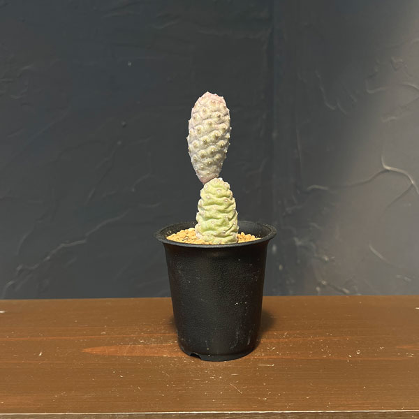 サボテン：テフロカクタス・松笠団扇（マツカサウチワ）2.5号鉢植え