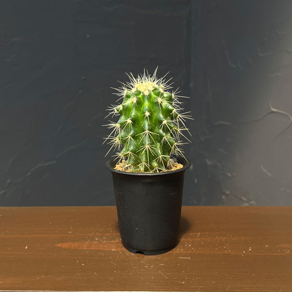 サボテン：エキノカクタス　グルソニー　金鯱　2.5号鉢植え