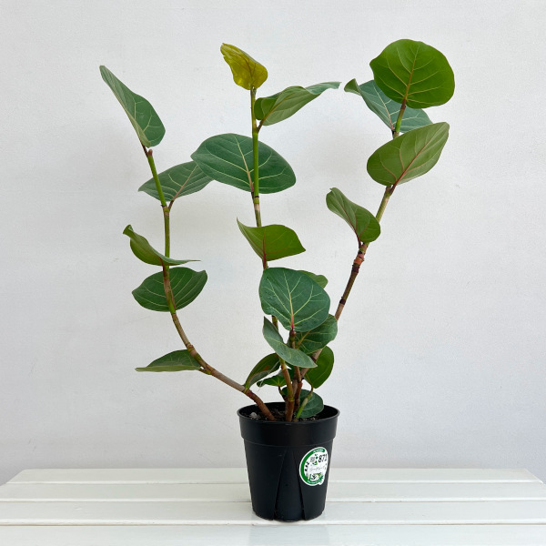 シーグレープ　5号鉢植え