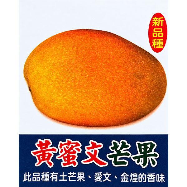 マンゴー：黄蜜文マンゴー　6号